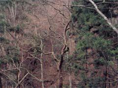 羅漢寺跡のカキの木の写真