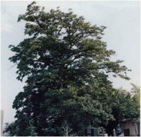 空高くそびえ立つムクロジ科の広葉樹の写真