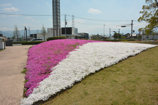 公園一面に広がる、白と赤の芝ザクラの写真2