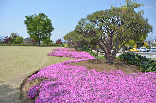 公園一面に広がる、赤の芝ザクラの写真