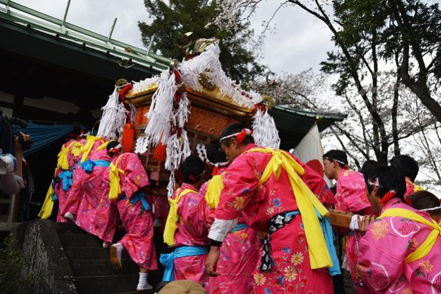 ピンク色の着物を着た男性たちが、お神輿を担いでいる様子の写真
