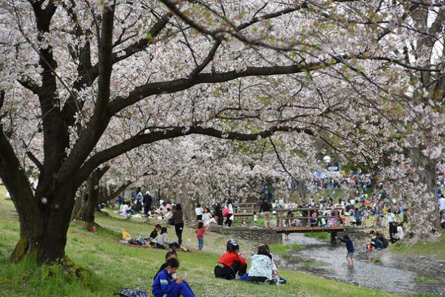 綺麗に咲いた桜の木の下にたくさんの人々が集まる様子の写真
