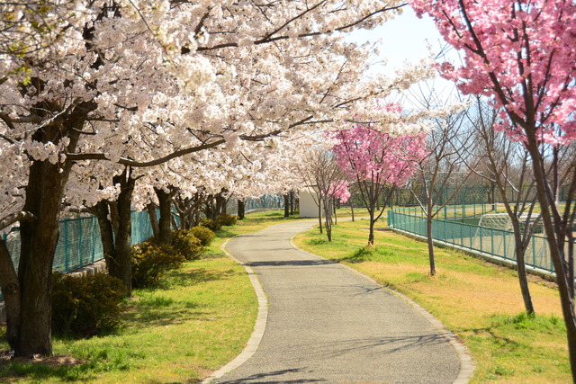 満開の桜の気が並ぶ双葉スポーツ公園の写真