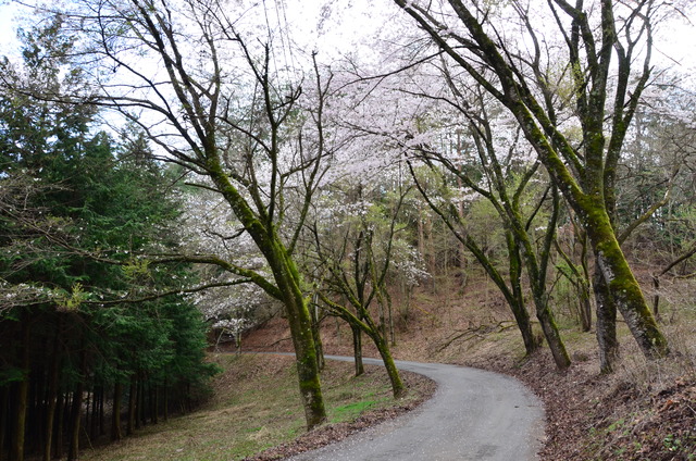 桜が咲いている安寺沢林道の写真