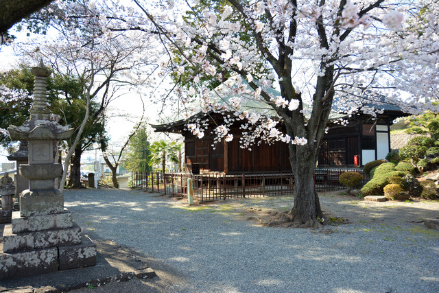 光照寺で満開になっている桜の写真