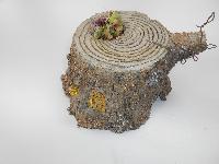 「きりかぶ」見本