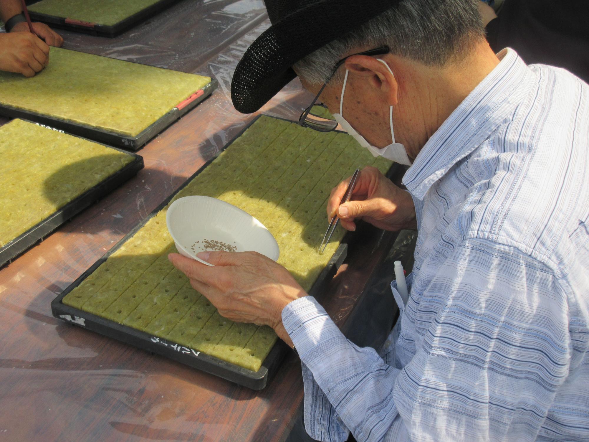 赤坂とまと播種作業