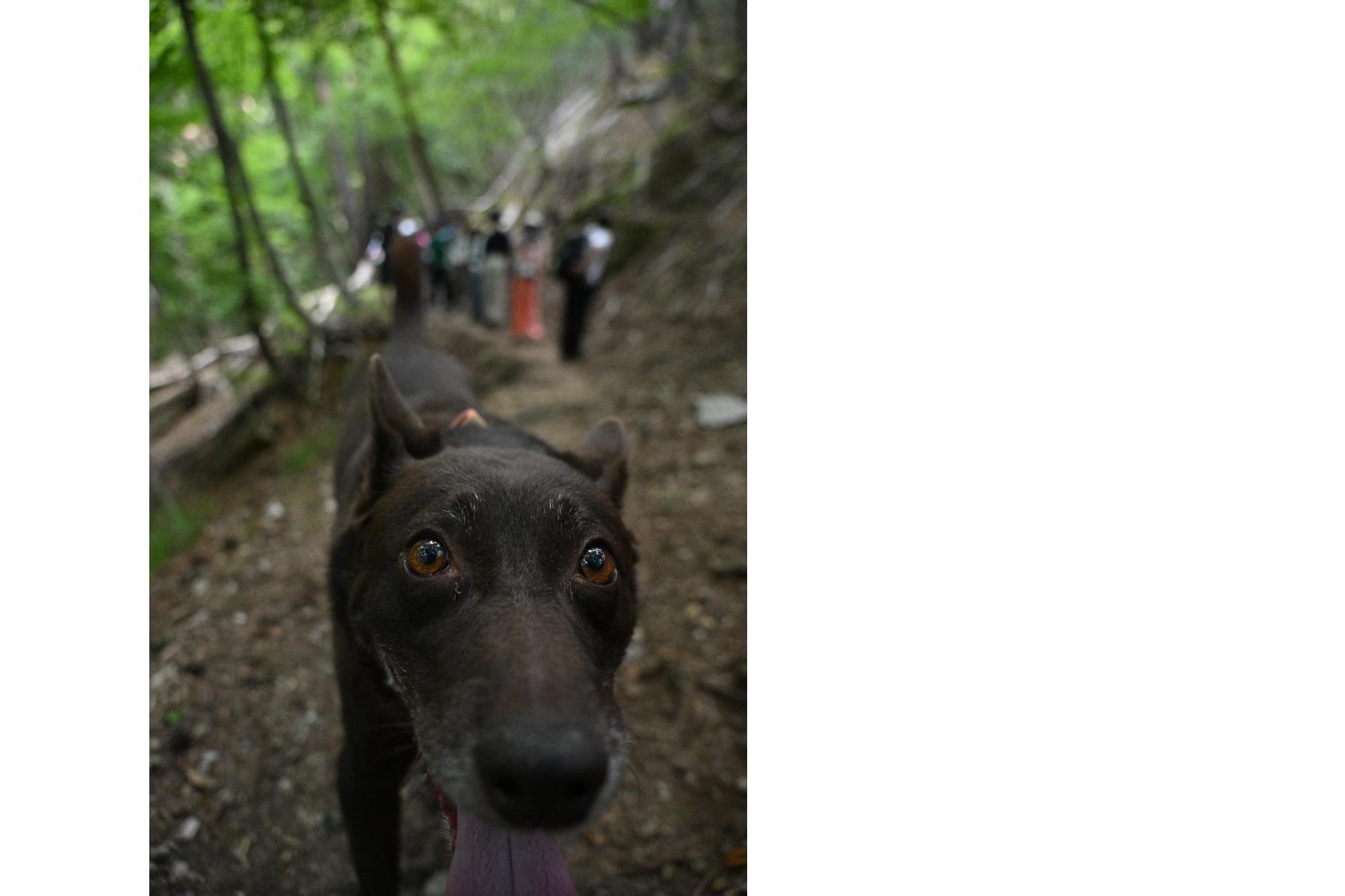 登山犬ダンテ君