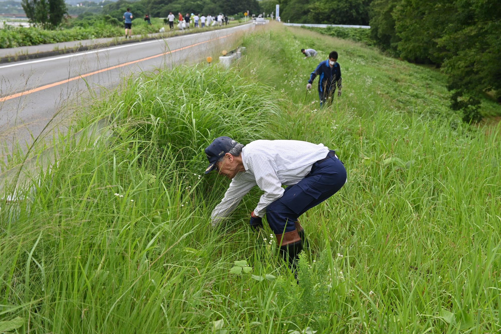オオキンケイギク除去作業の写真