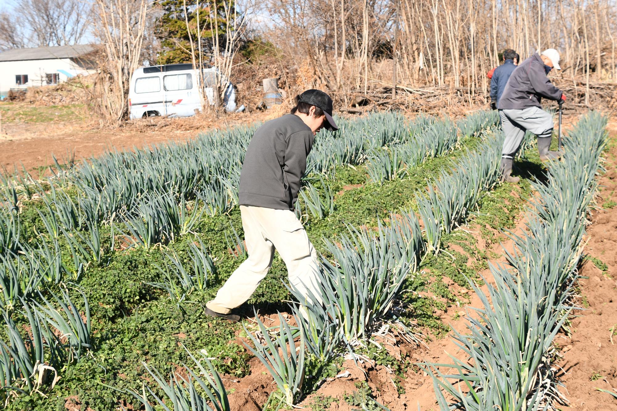 20231223ぎゅぎゅっとねぎ収穫体験3