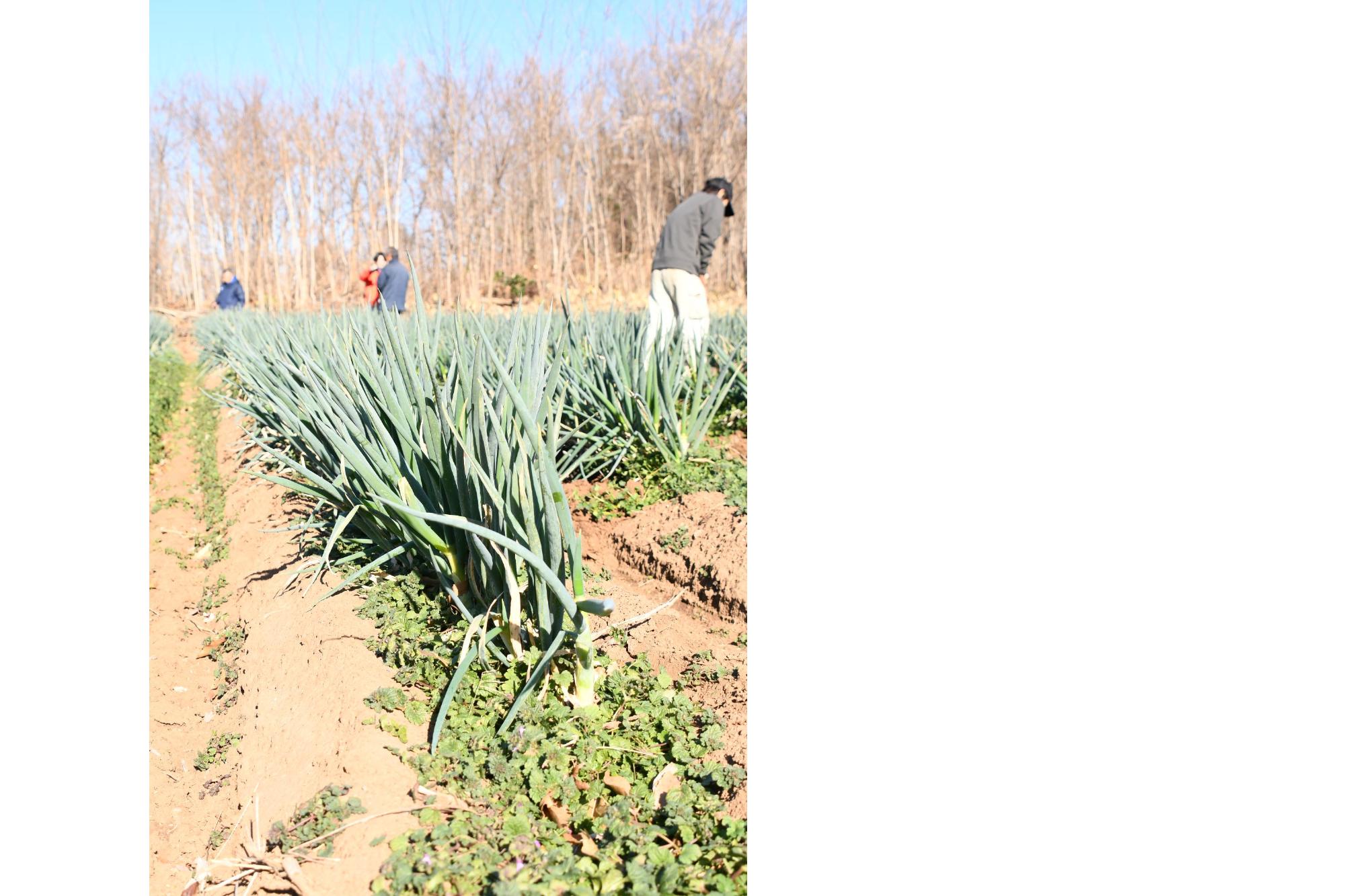 20231223ぎゅぎゅっとねぎ収穫体験4