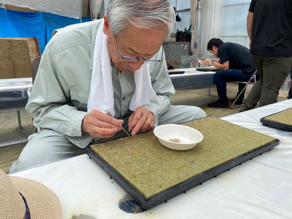 赤坂とまと播種作業の写真