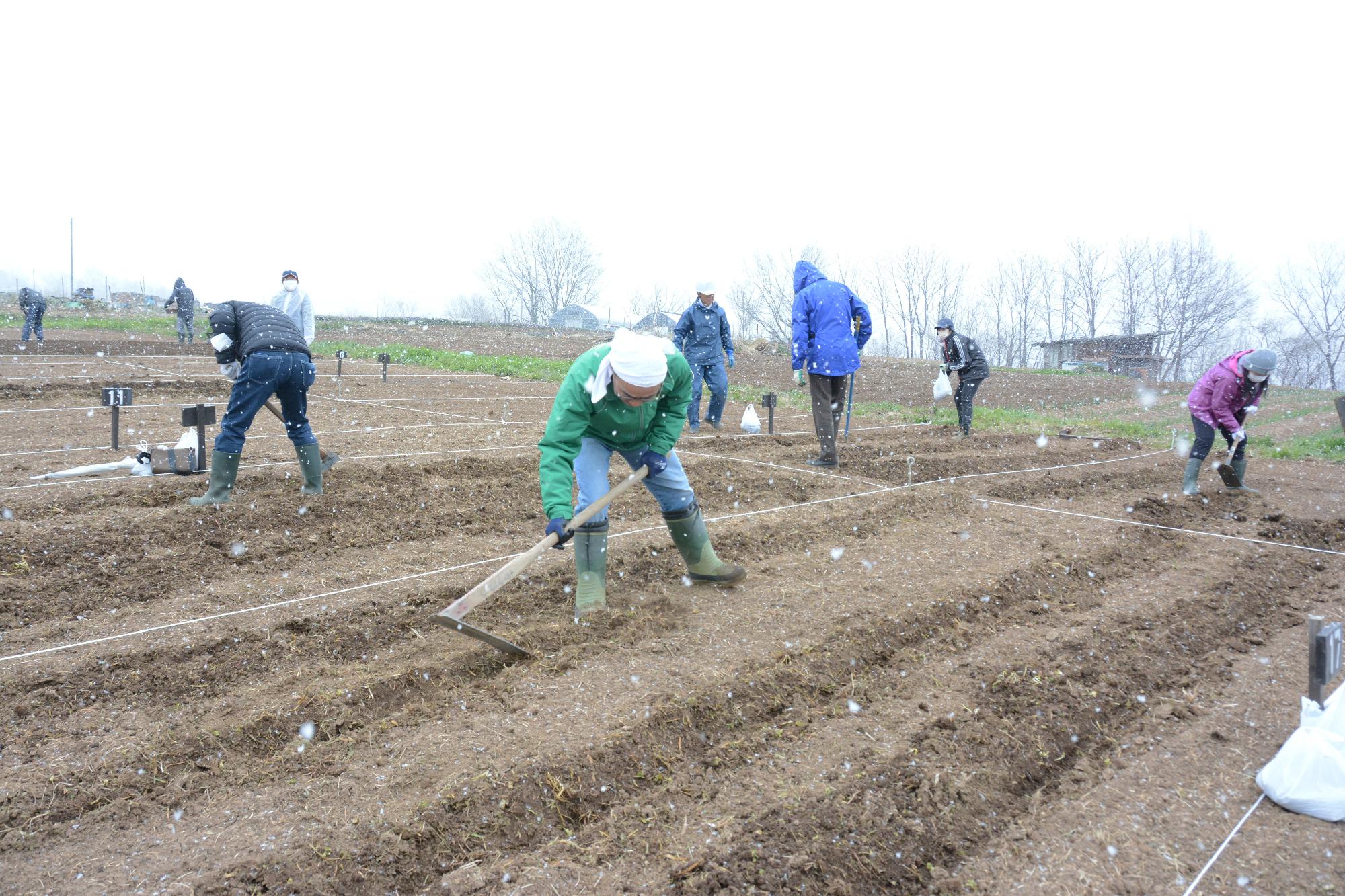20240323じゃがいも植え付け体験2