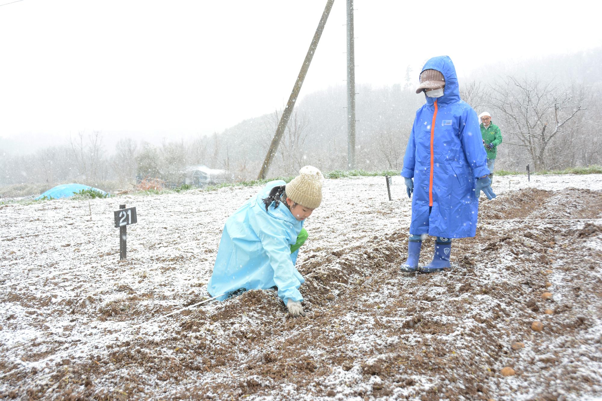 20240323じゃがいも植え付け体験5