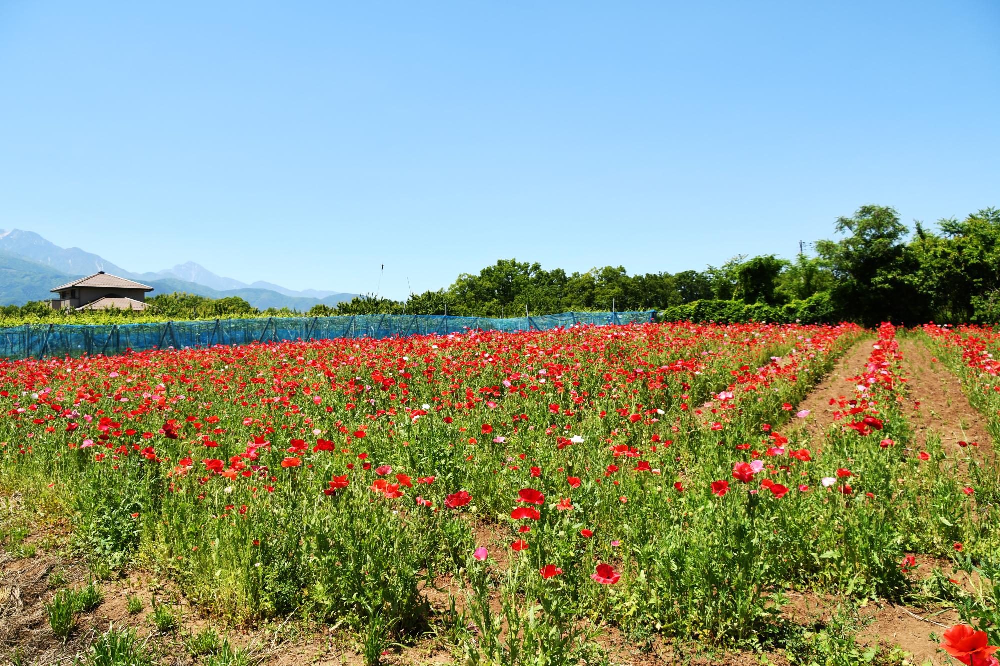 20240518観光巡回バス写真9