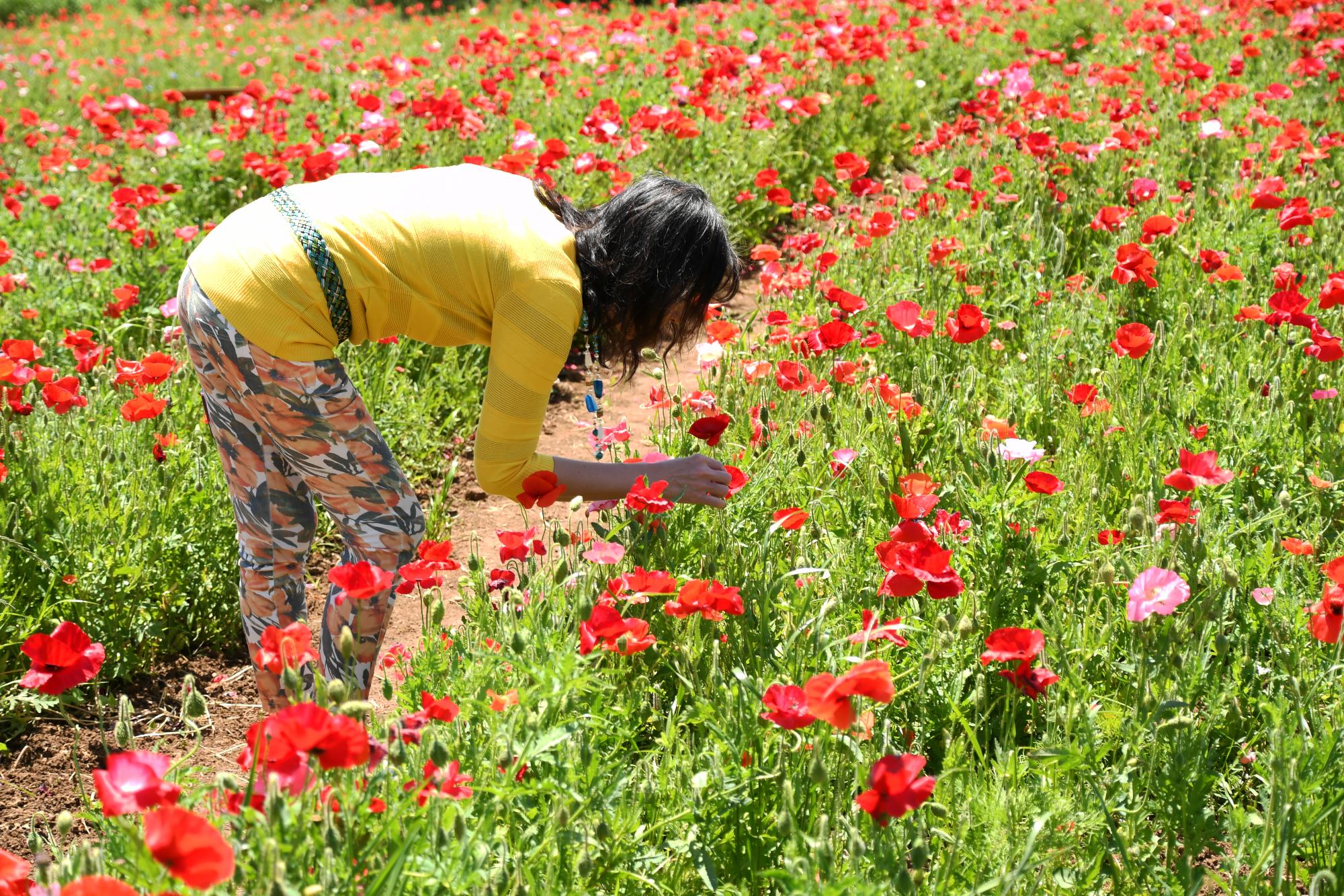 20240518観光巡回バス写真10