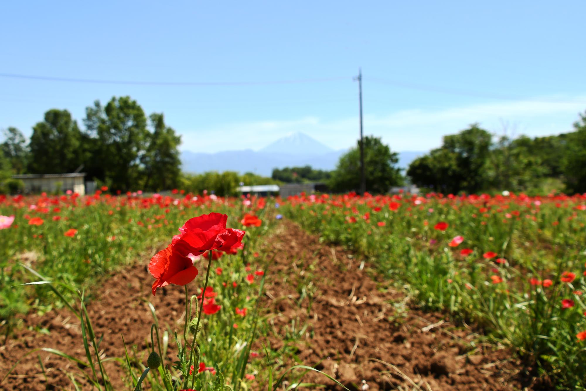 20240518観光巡回バス写真12