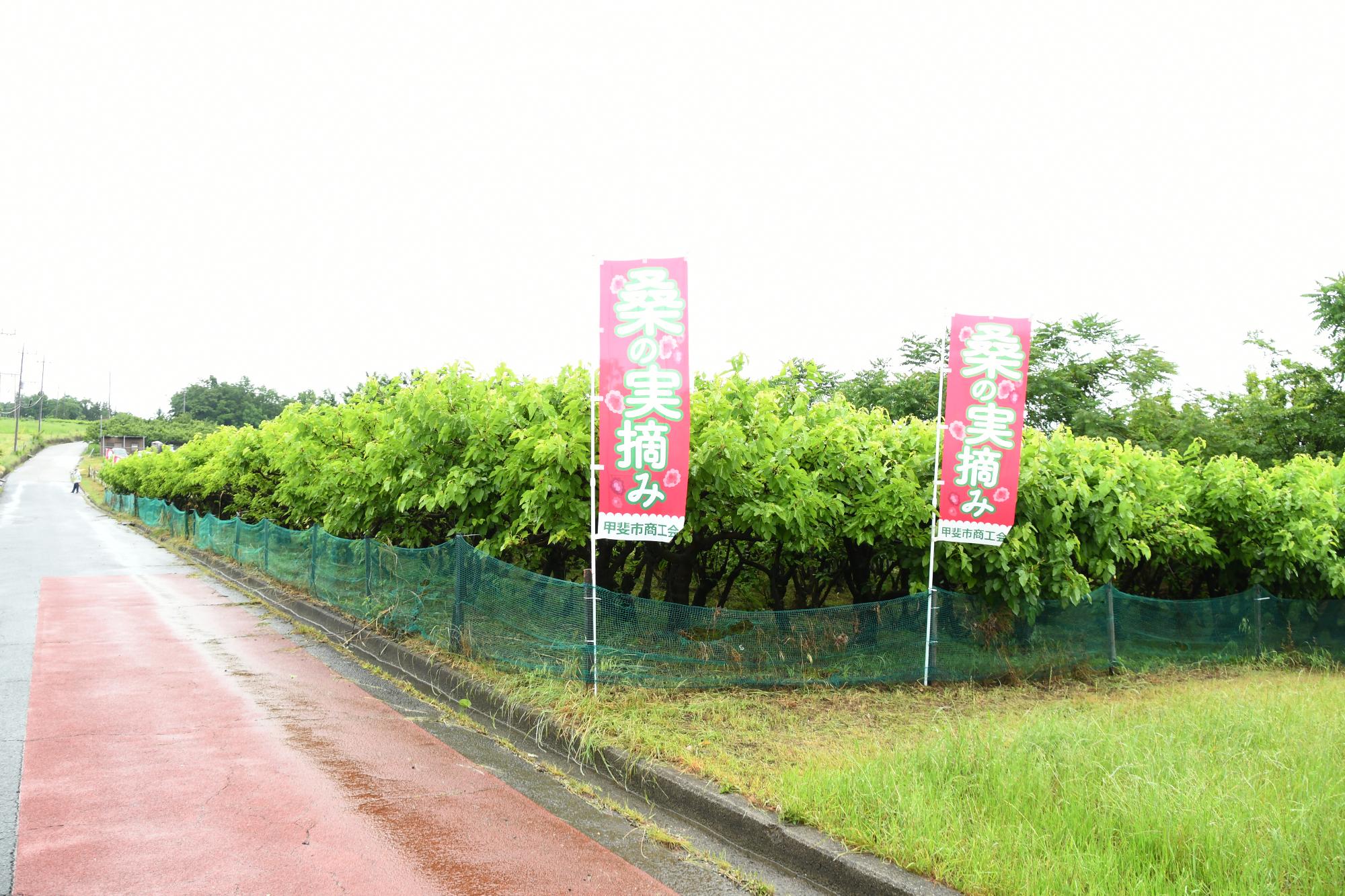 20240531桑の実摘みオープニングセレモニー写真1