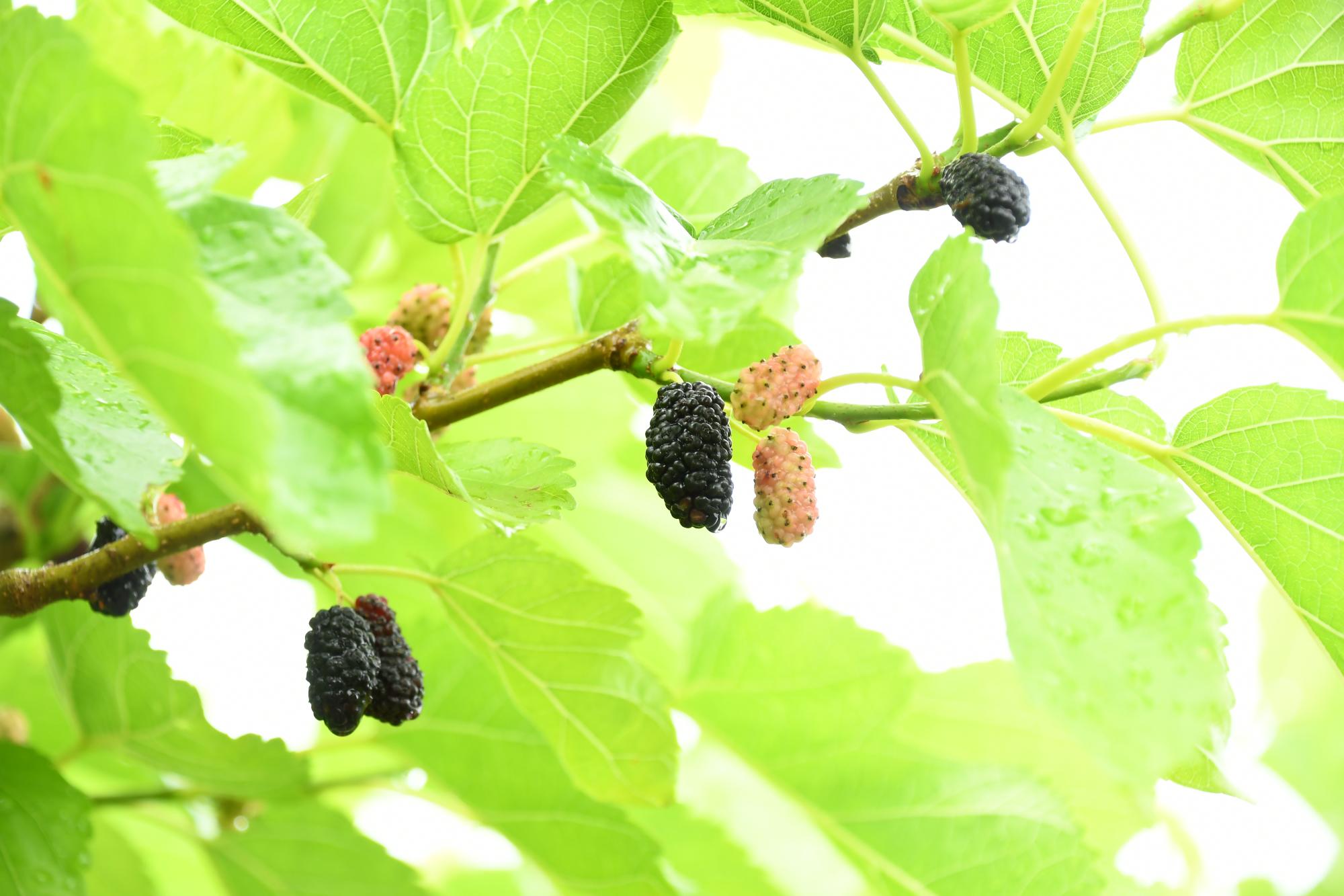 20240531桑の実摘みオープニングセレモニー写真8