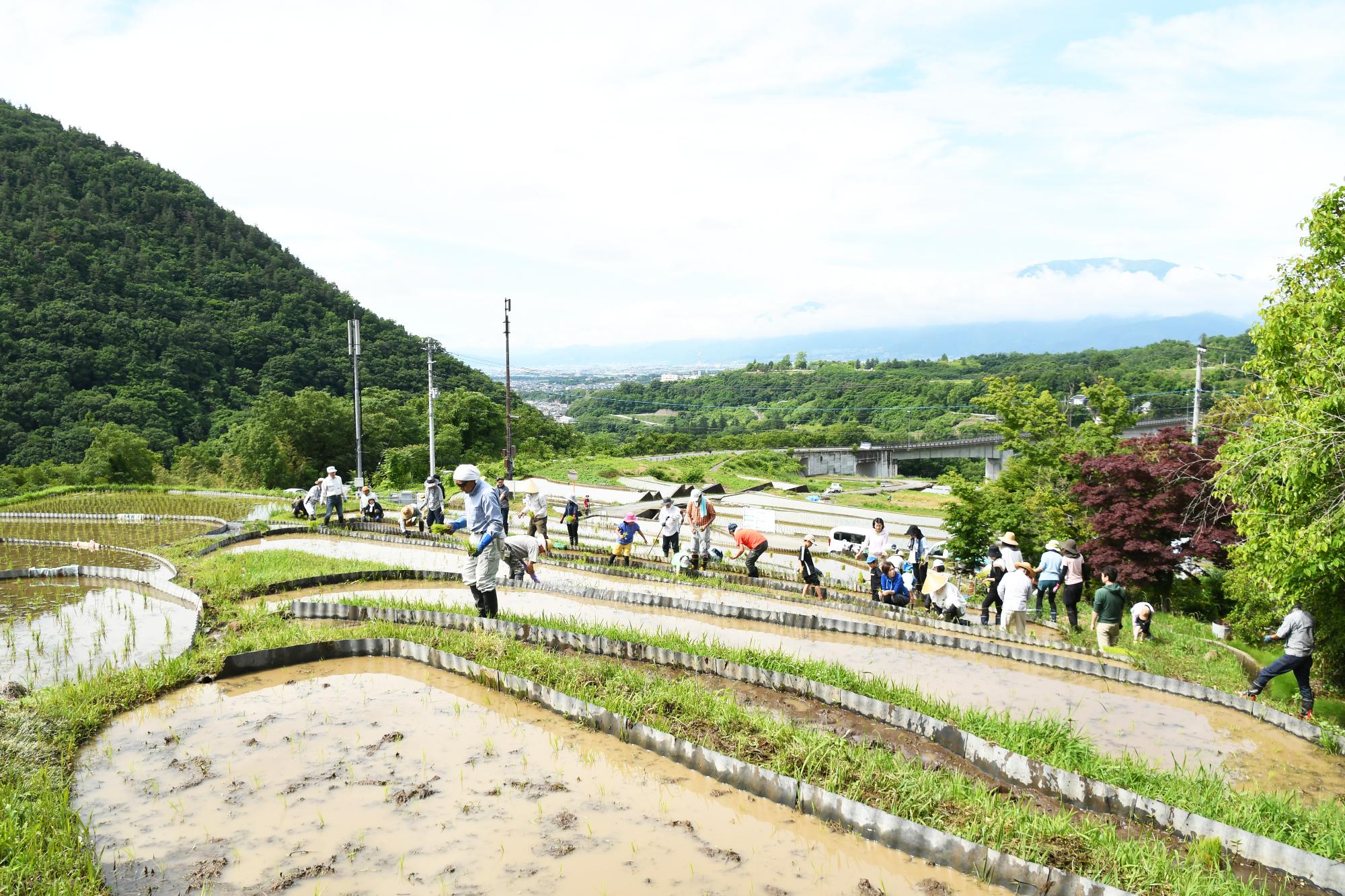 20240601御領棚田で田植え写真1