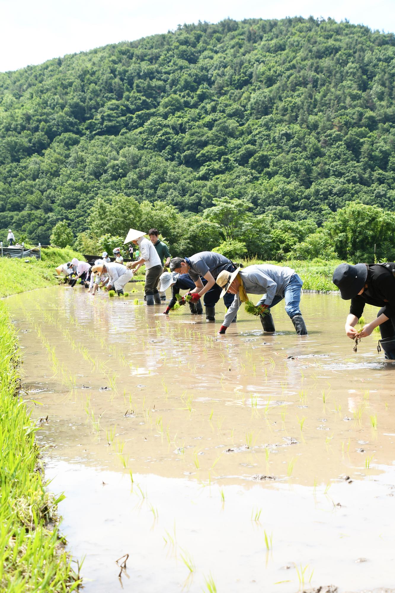 20240601御領棚田で田植え写真8