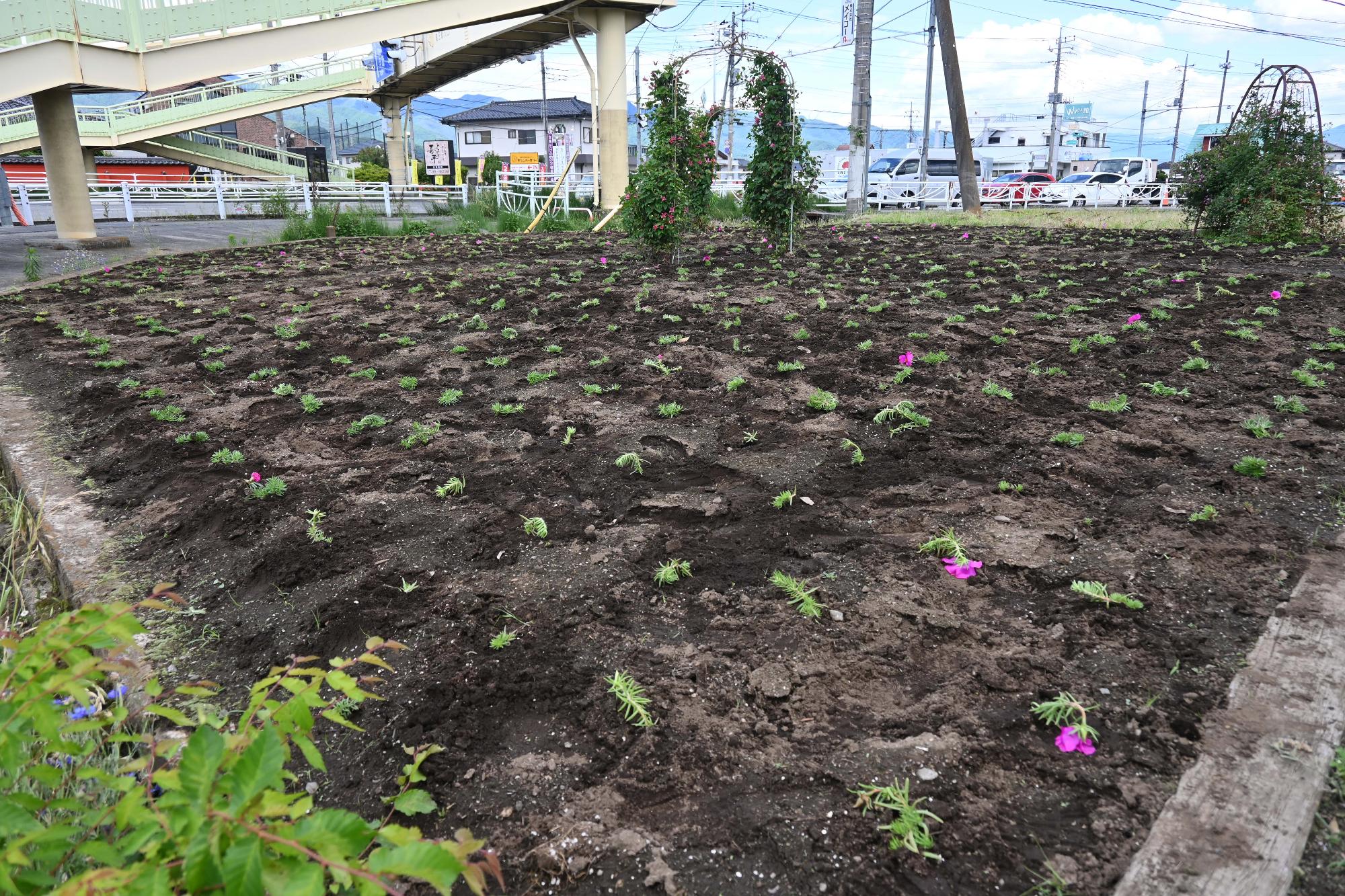 春の一斉植花16