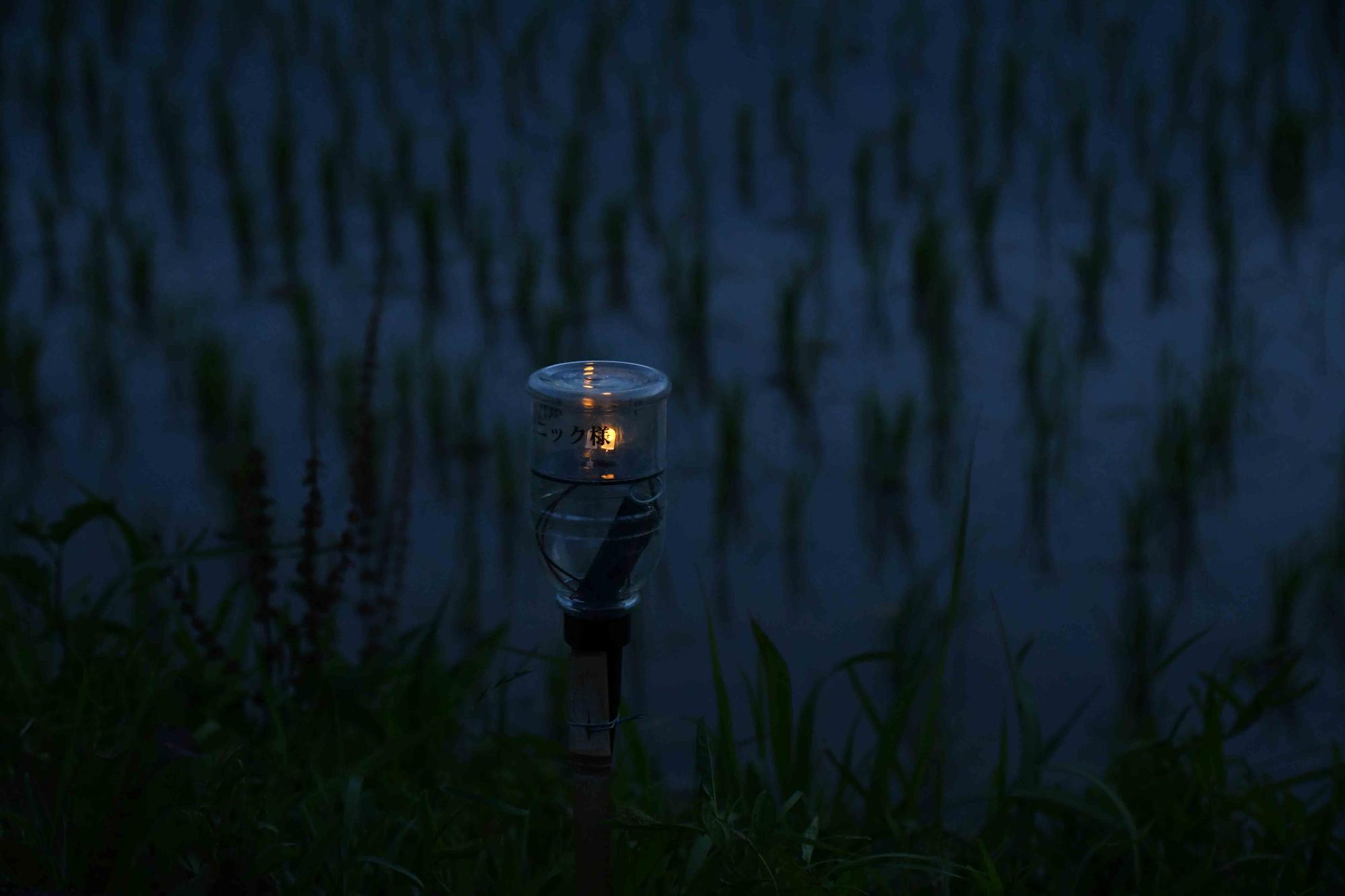 20240608御領棚田のイルミネーション1