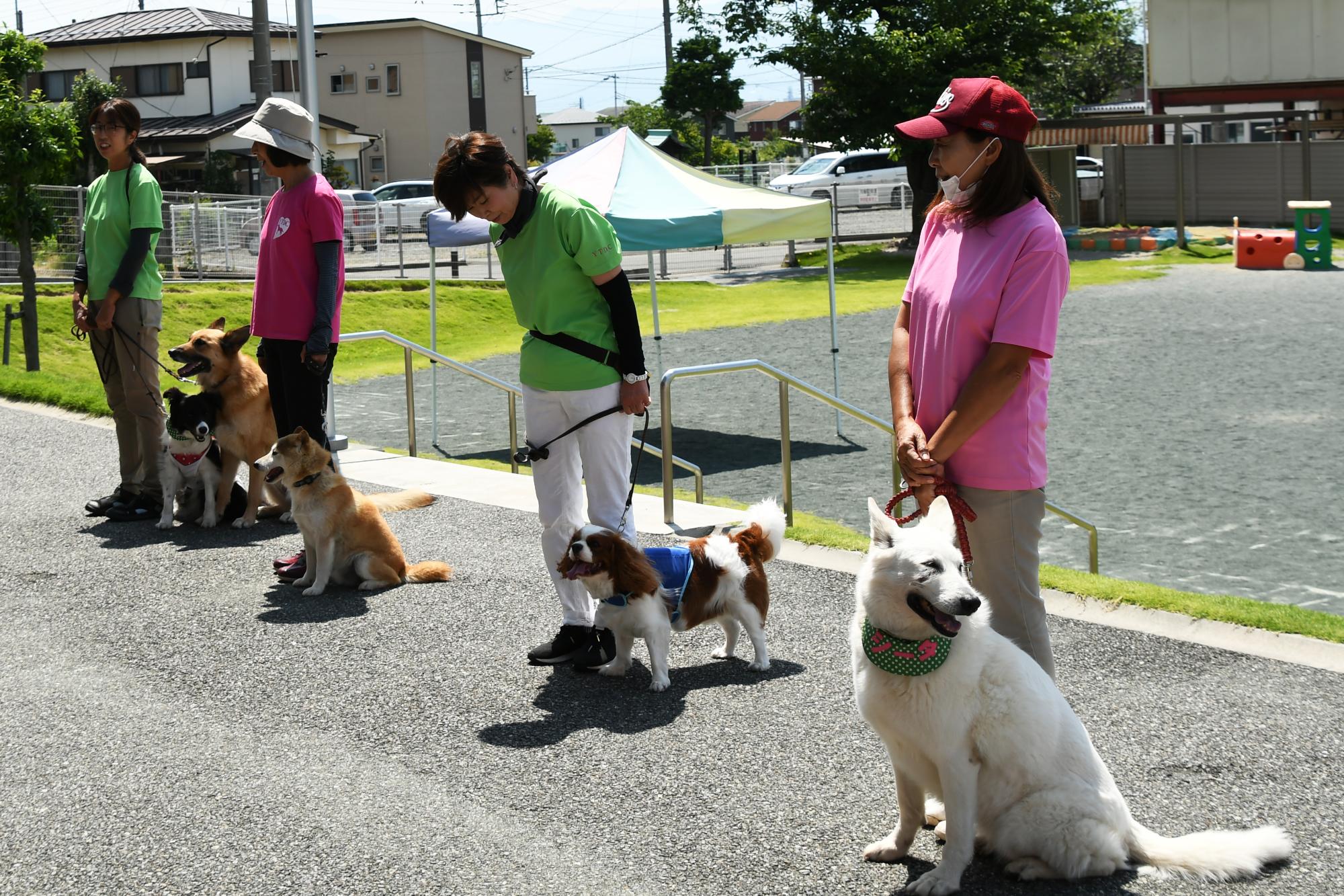 20240612セラピードッグ1