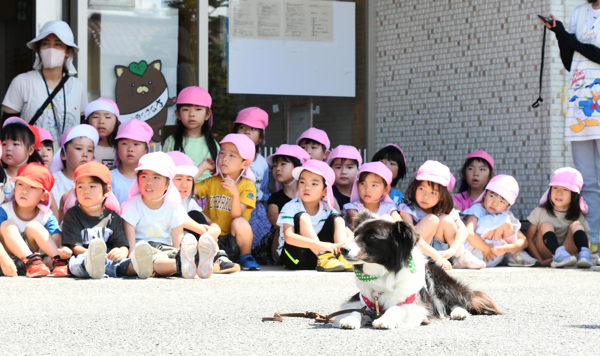 20240612セラピードッグ2