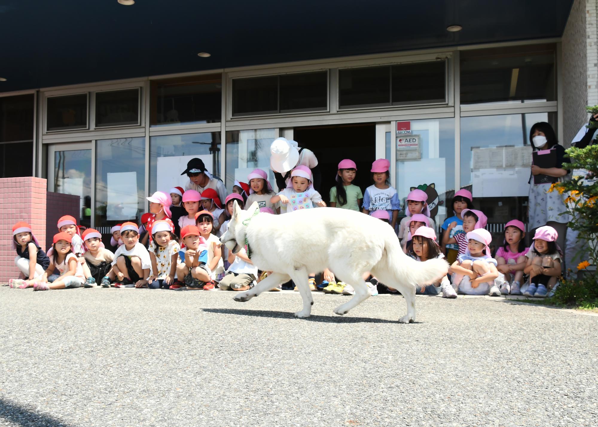 20240612セラピードッグ4