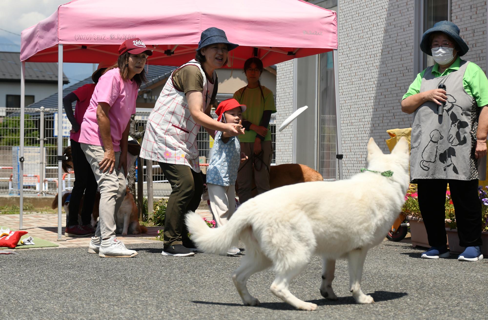 20240612セラピードッグ5