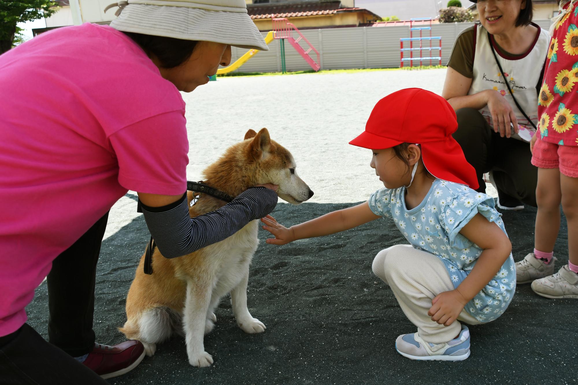 20240612セラピードッグ6