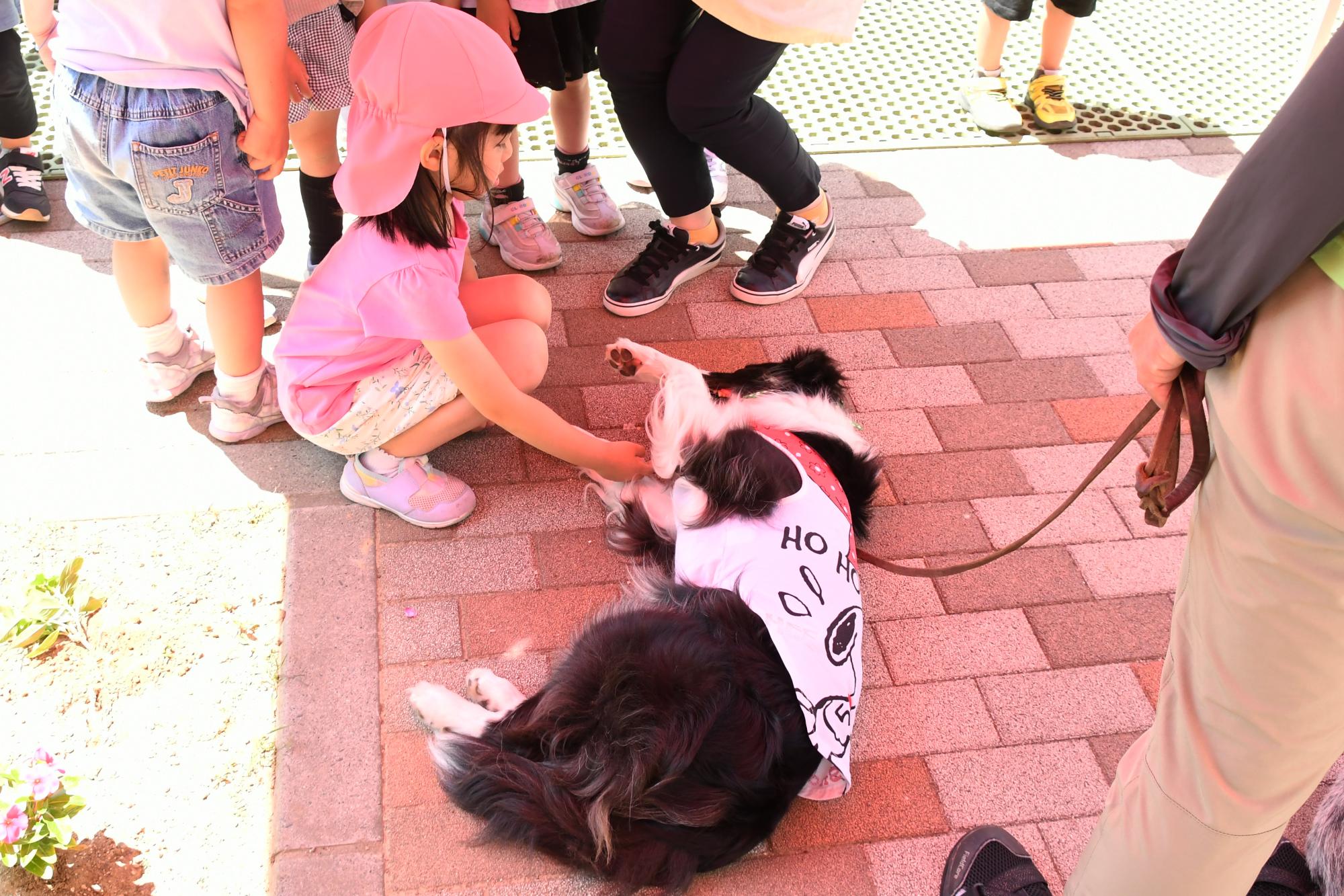 20240612セラピードッグ8