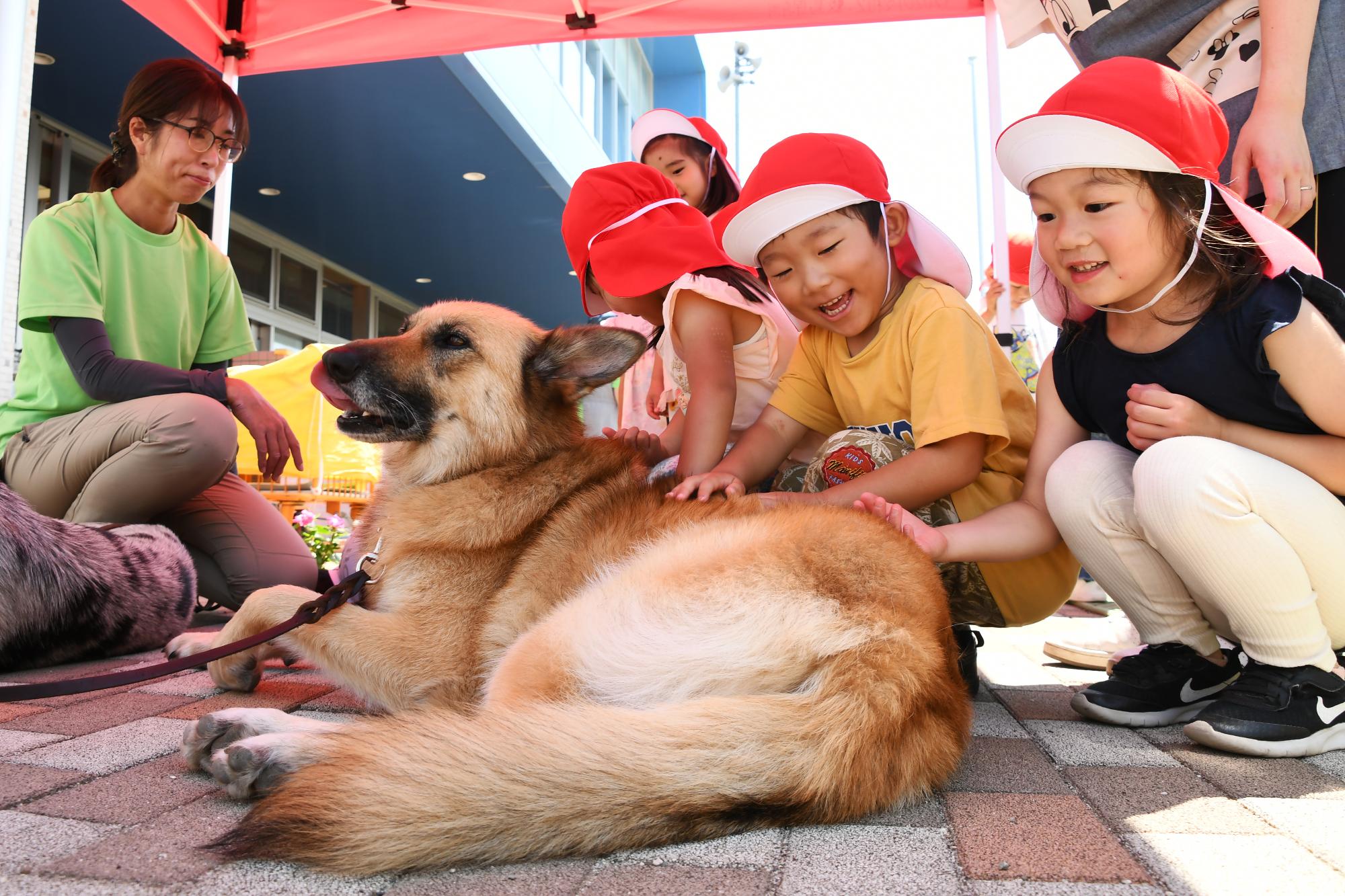 20240612セラピードッグ9
