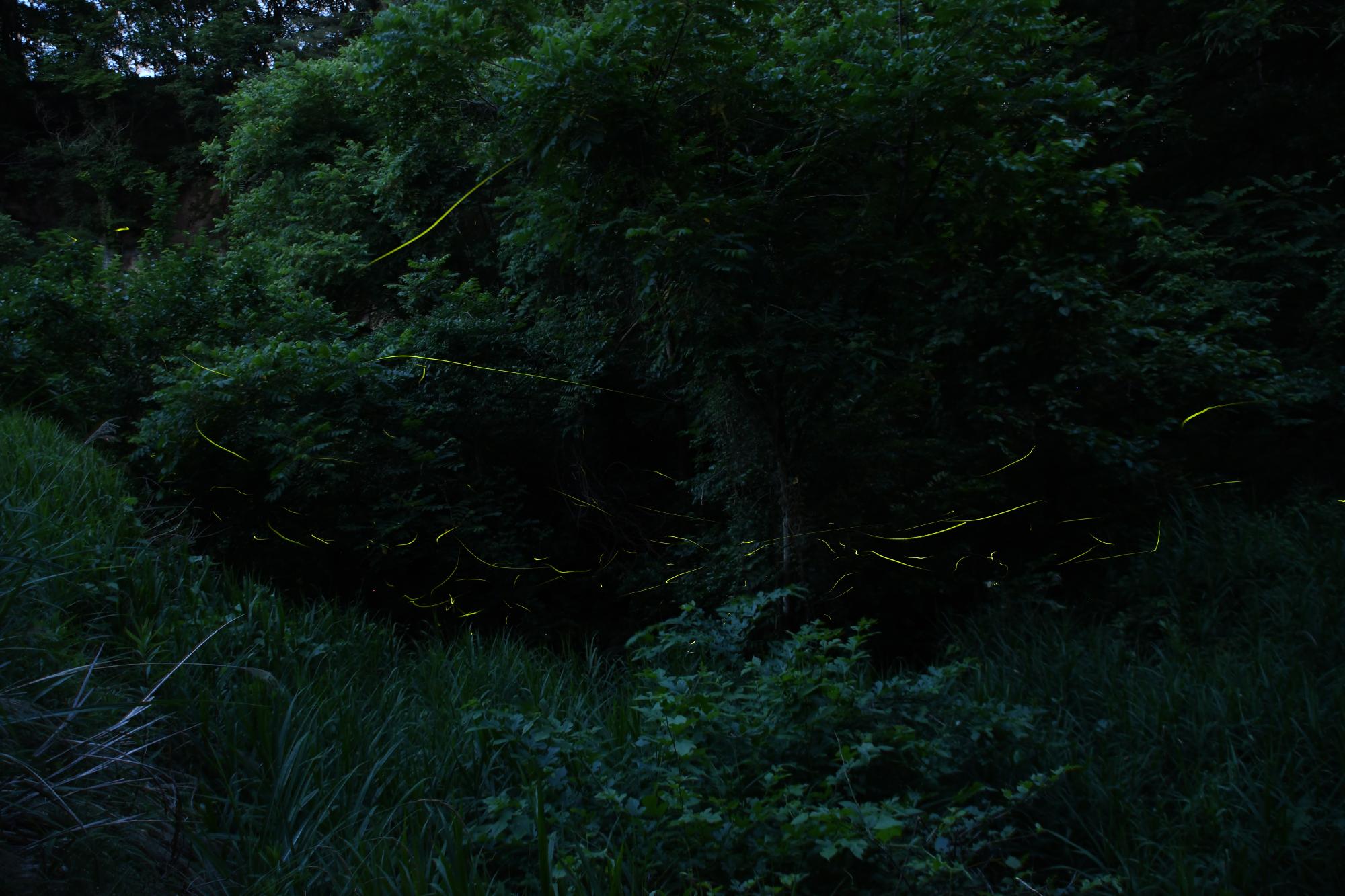 20240615ホタルまつり9