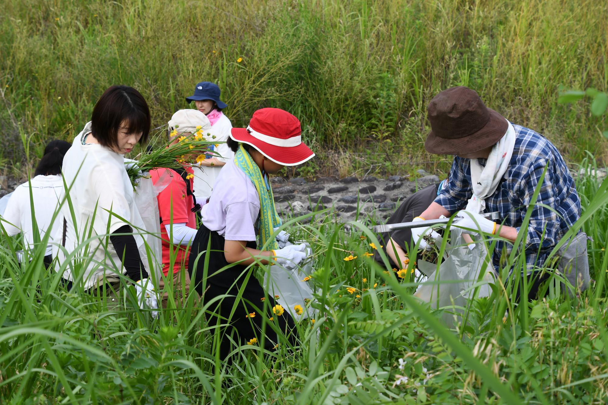 20240706河川清掃・オオキンケイギク除去2