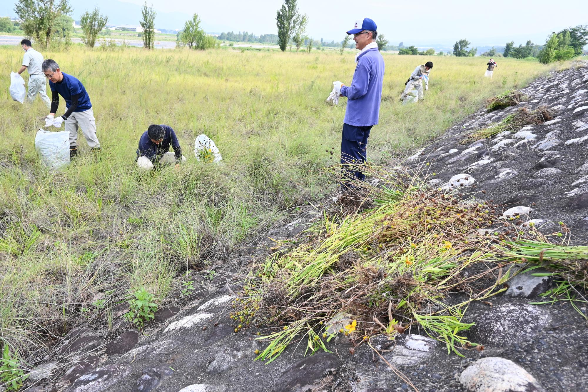 20240706河川清掃・オオキンケイギク除去5