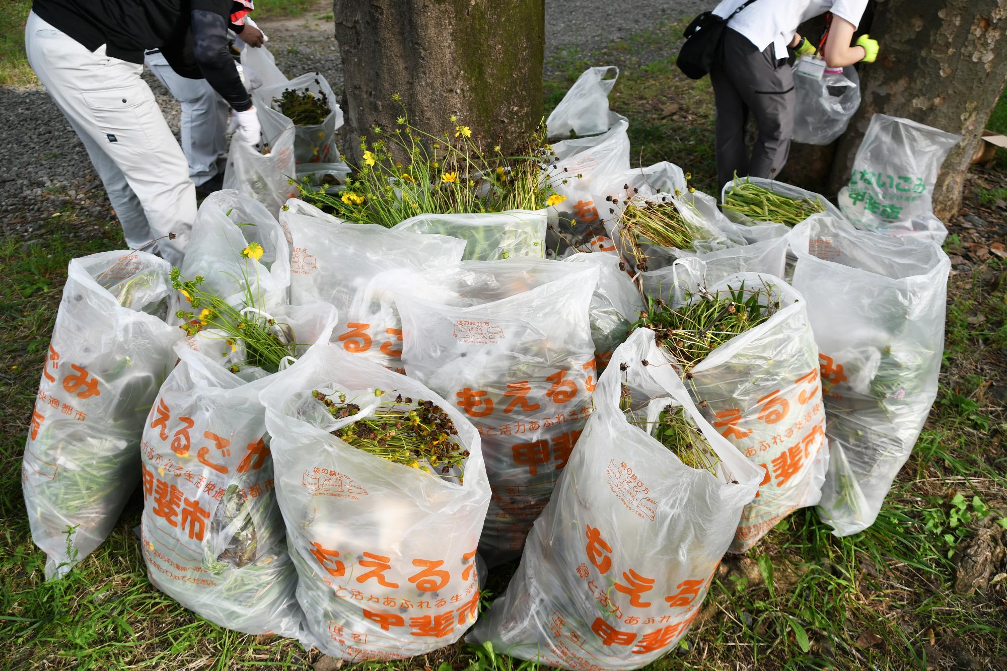 20240706河川清掃・オオキンケイギク除去8
