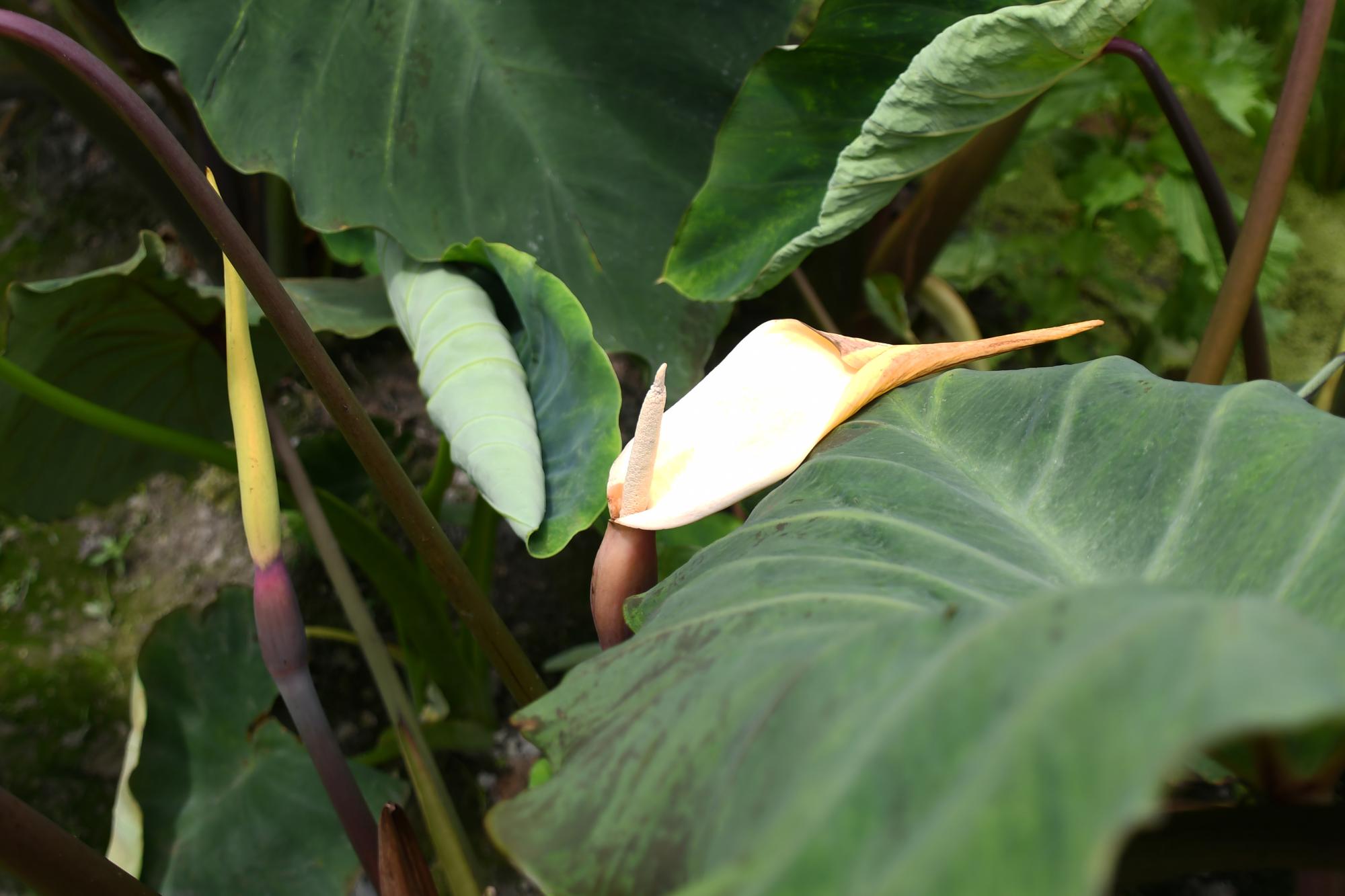 20240719サトイモの花1