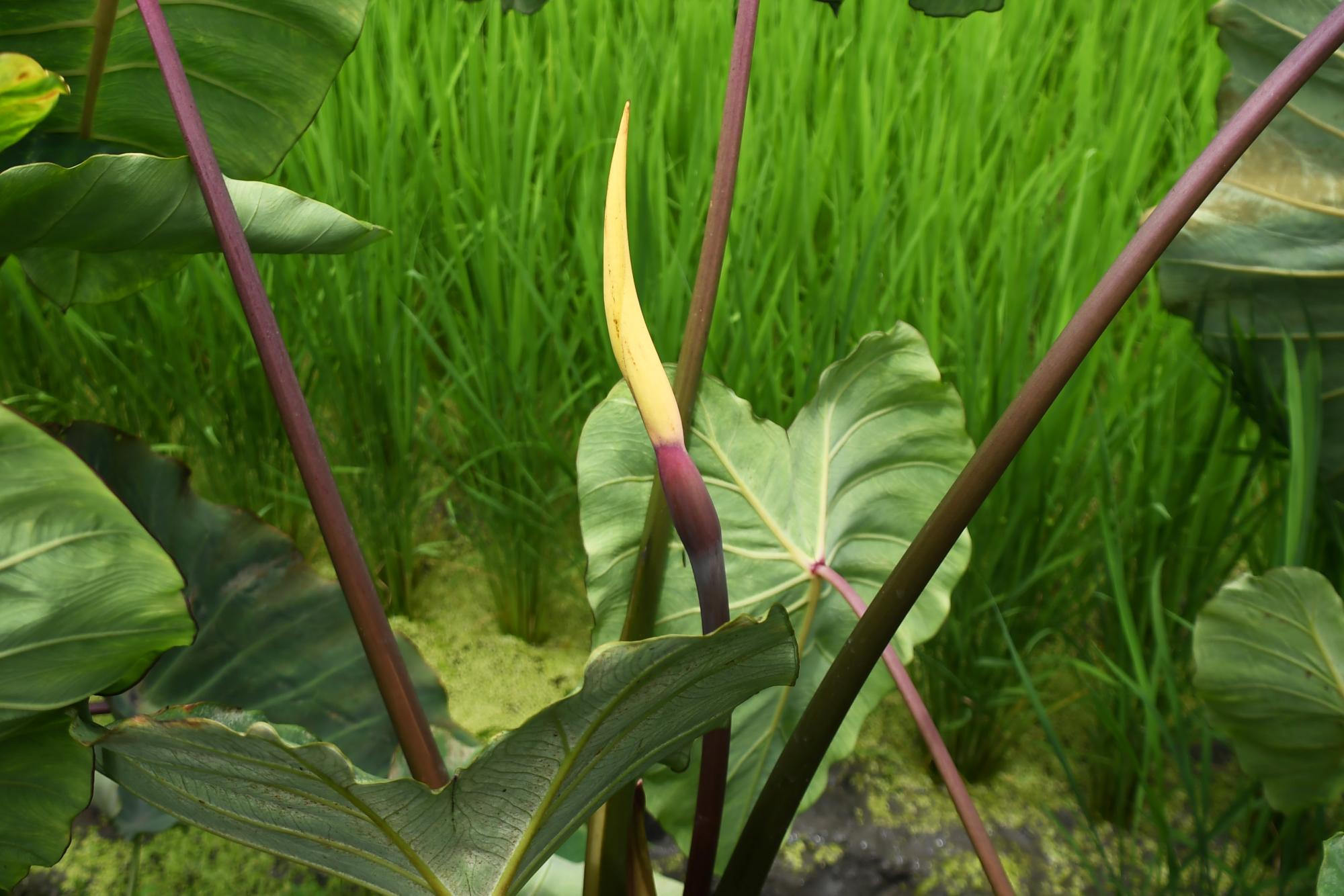 20240719サトイモの花2