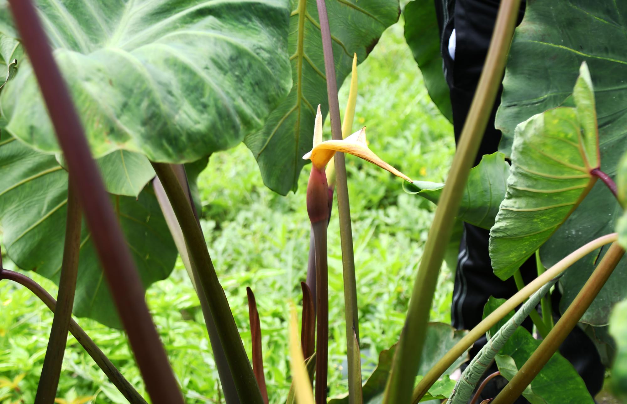 20240719サトイモの花3