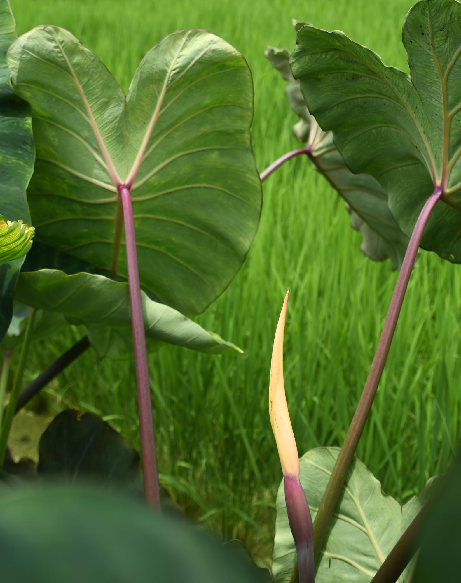 20240719サトイモの花4