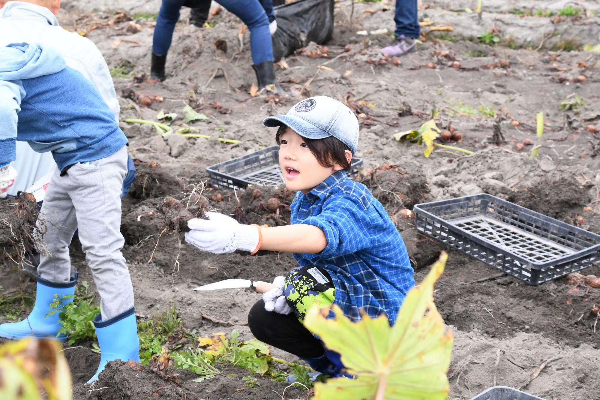20241026親子やはたいも掘り写真2