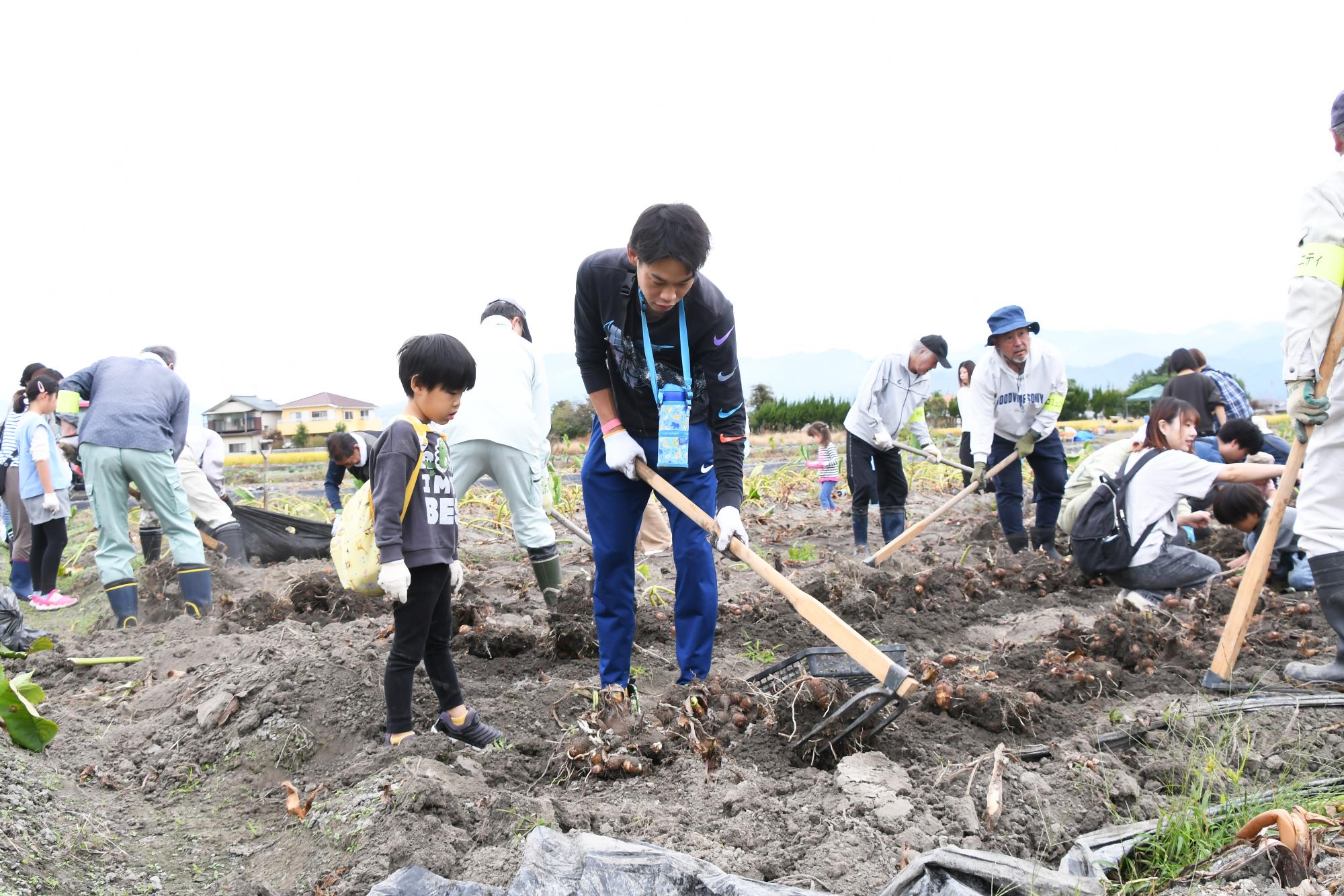 20241026親子やはたいも掘り写真3