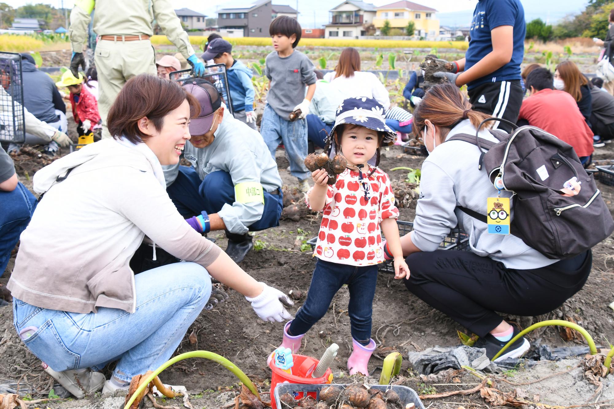 20241026親子やはたいも掘り写真5