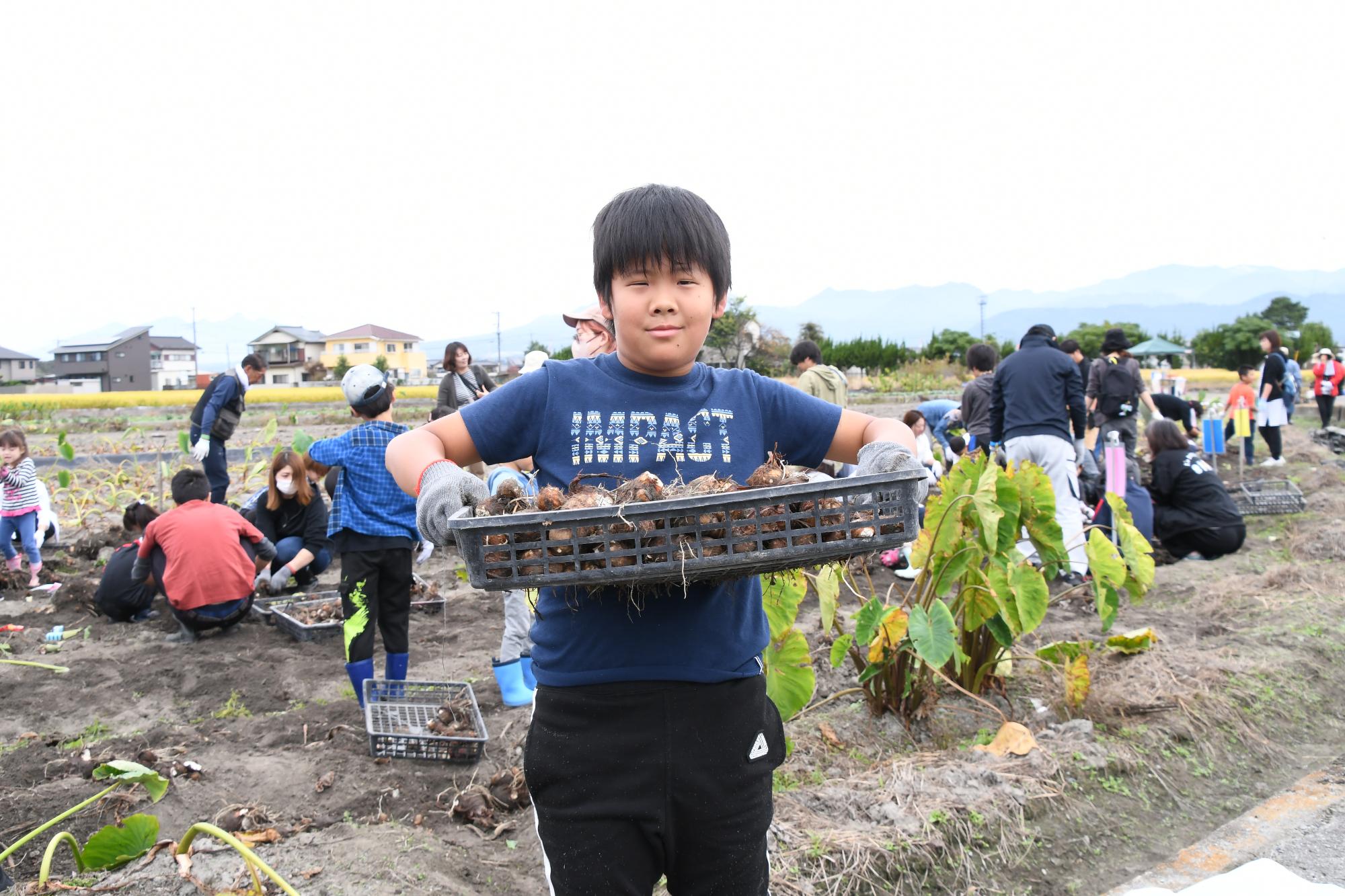 20241026親子やはたいも掘り写真7