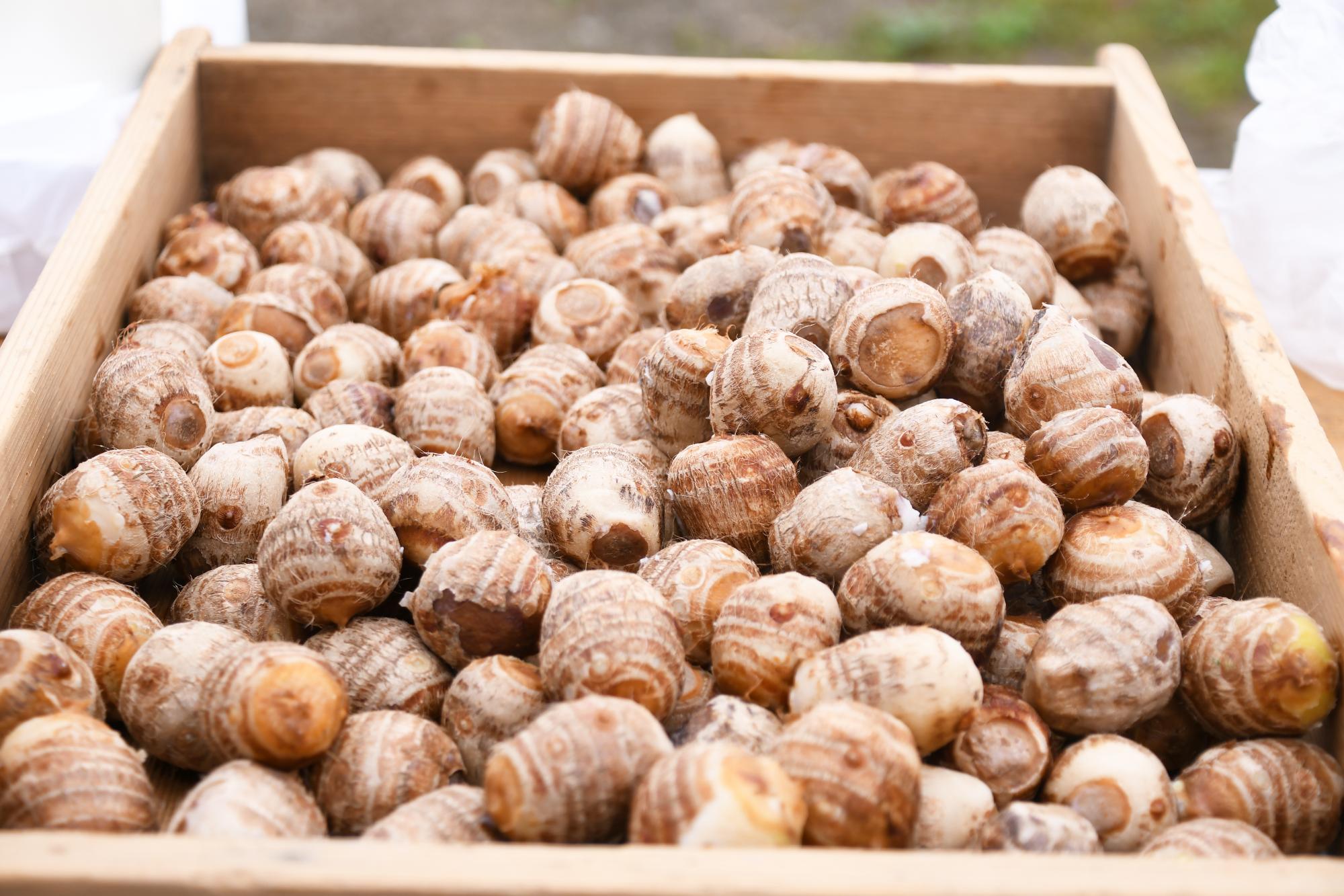 20241026親子やはたいも掘り写真8