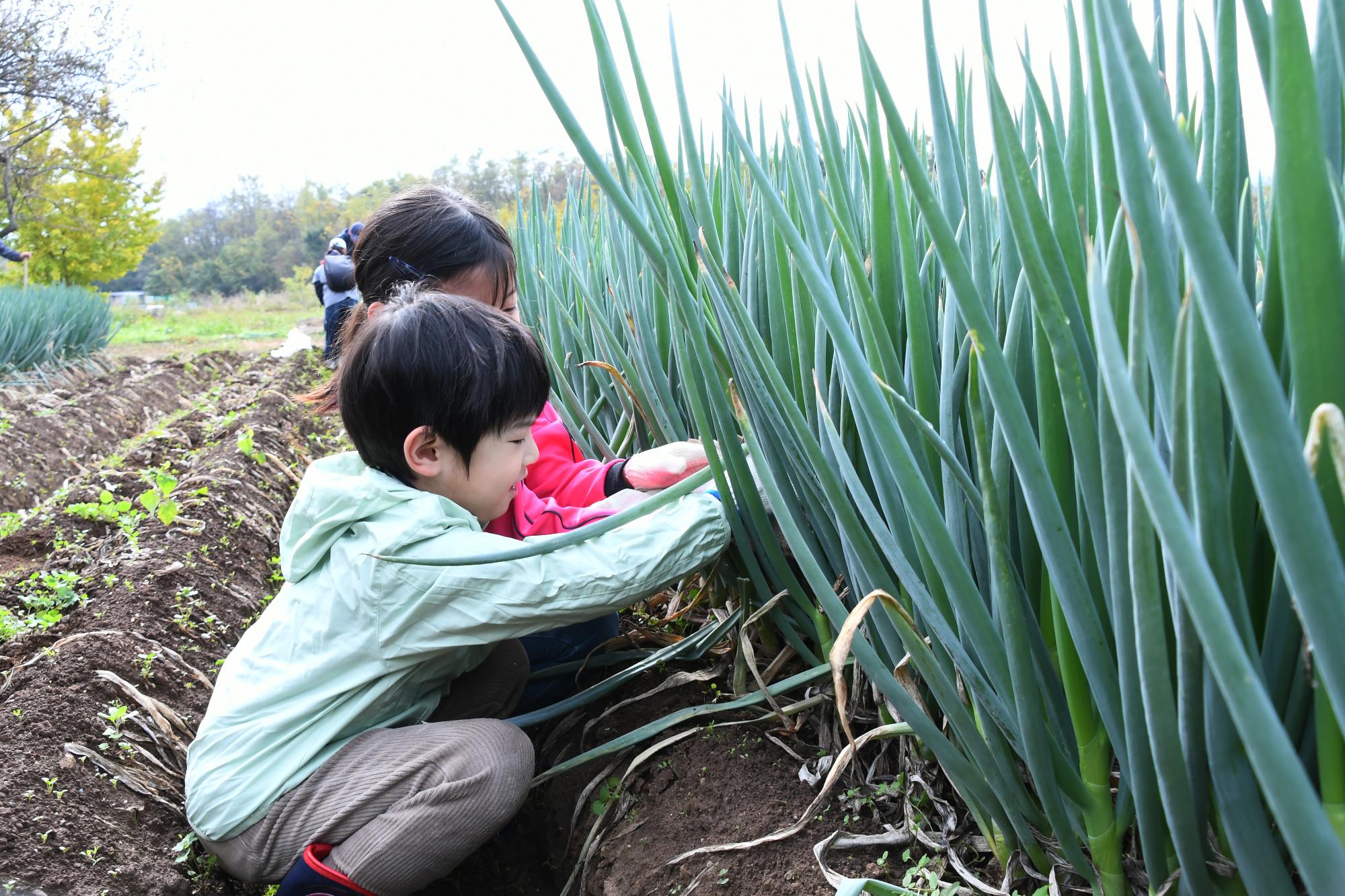 20241116親子ぎゅぎゅっとねぎ収穫2