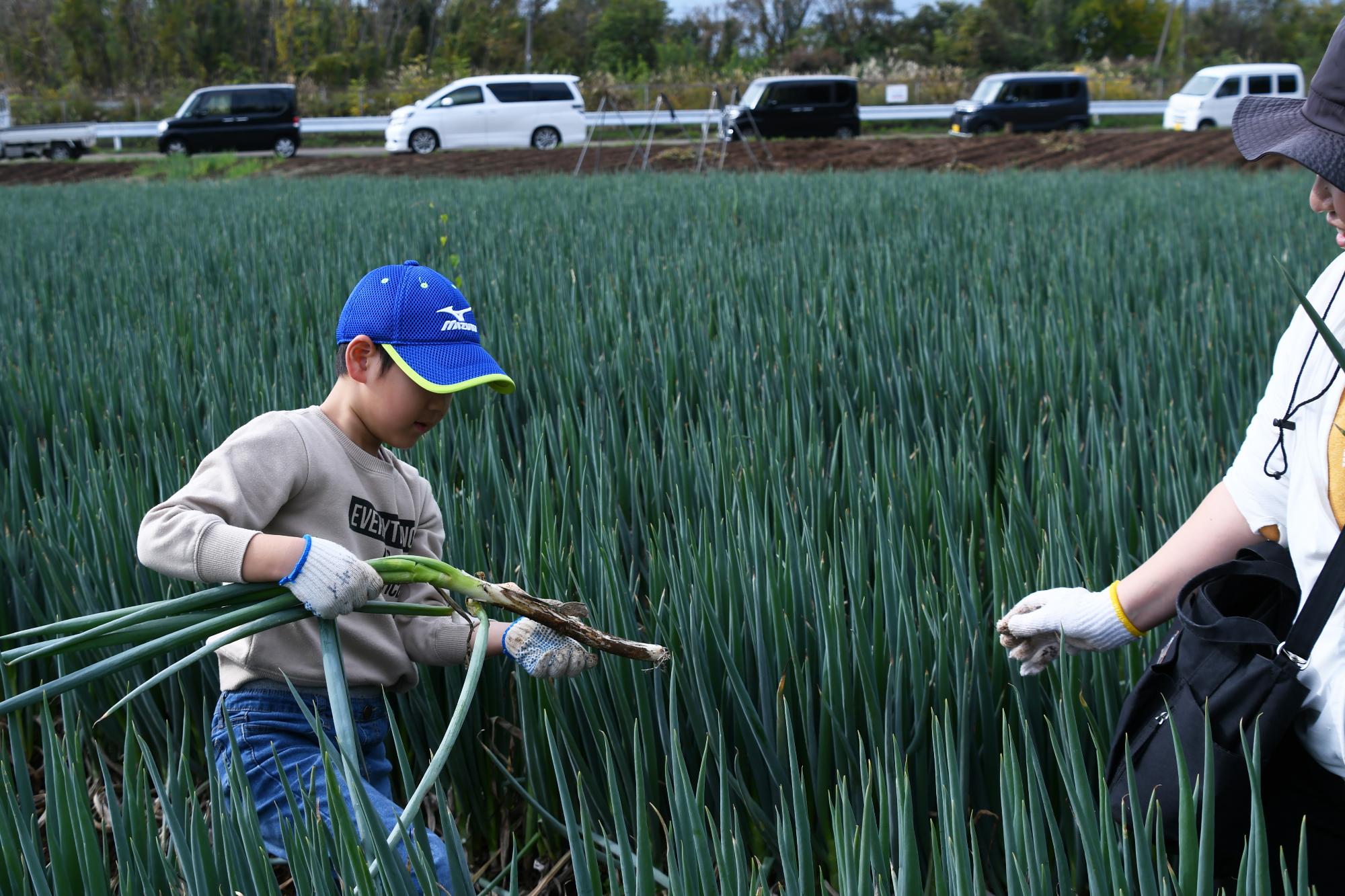 20241116親子ぎゅぎゅっとねぎ収穫4