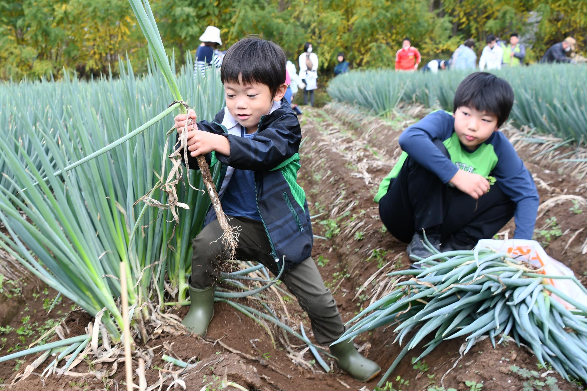 20241116親子ぎゅぎゅっとねぎ収穫5